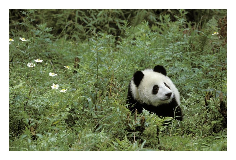 Giant Panda year old male, Wolong Valley, Himalayas, China-Paper Art-26"x18"