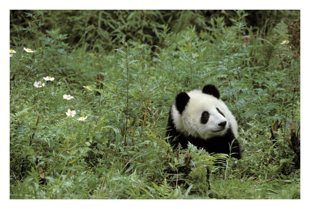Giant Panda year old male, Wolong Valley, Himalayas, China-Paper Art-32"x22"