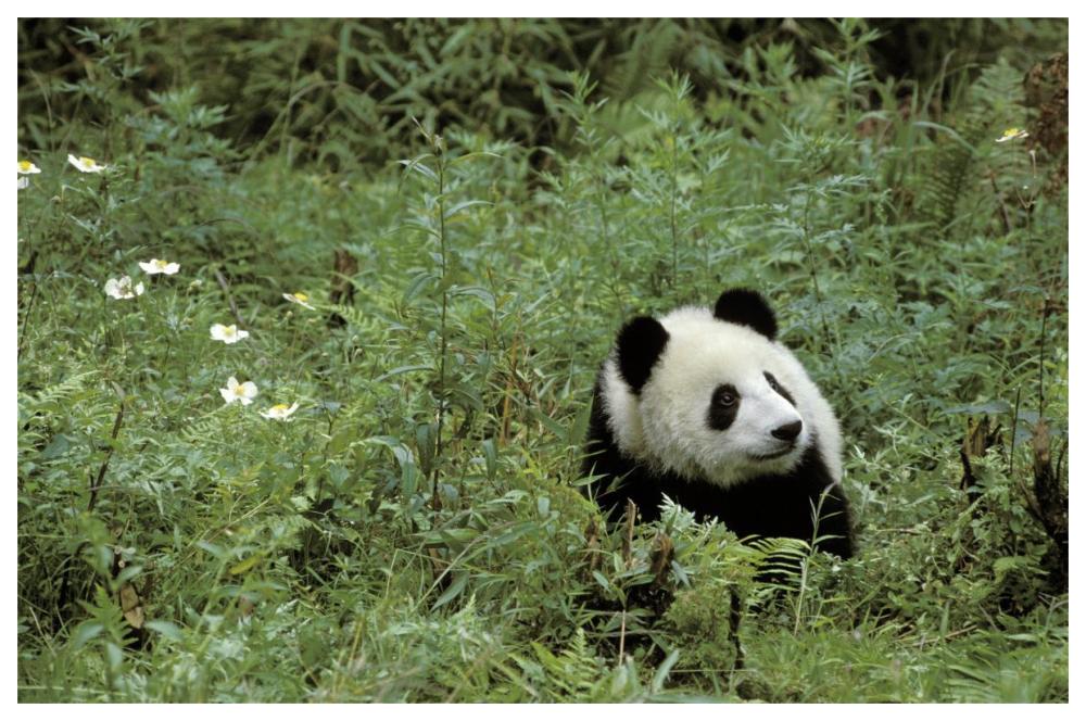 Giant Panda year old male, Wolong Valley, Himalayas, China-Paper Art-62"x42"