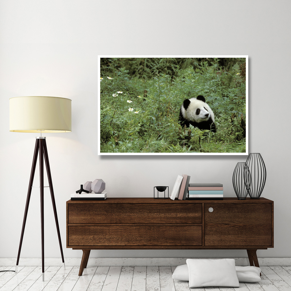 Giant Panda year old male, Wolong Valley, Himalayas, China-Paper Art-62&quotx42"