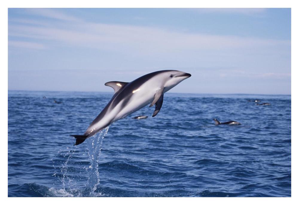 Dusky Dolphin leaping, Kaikoura, New Zealand-Paper Art-20"x14"