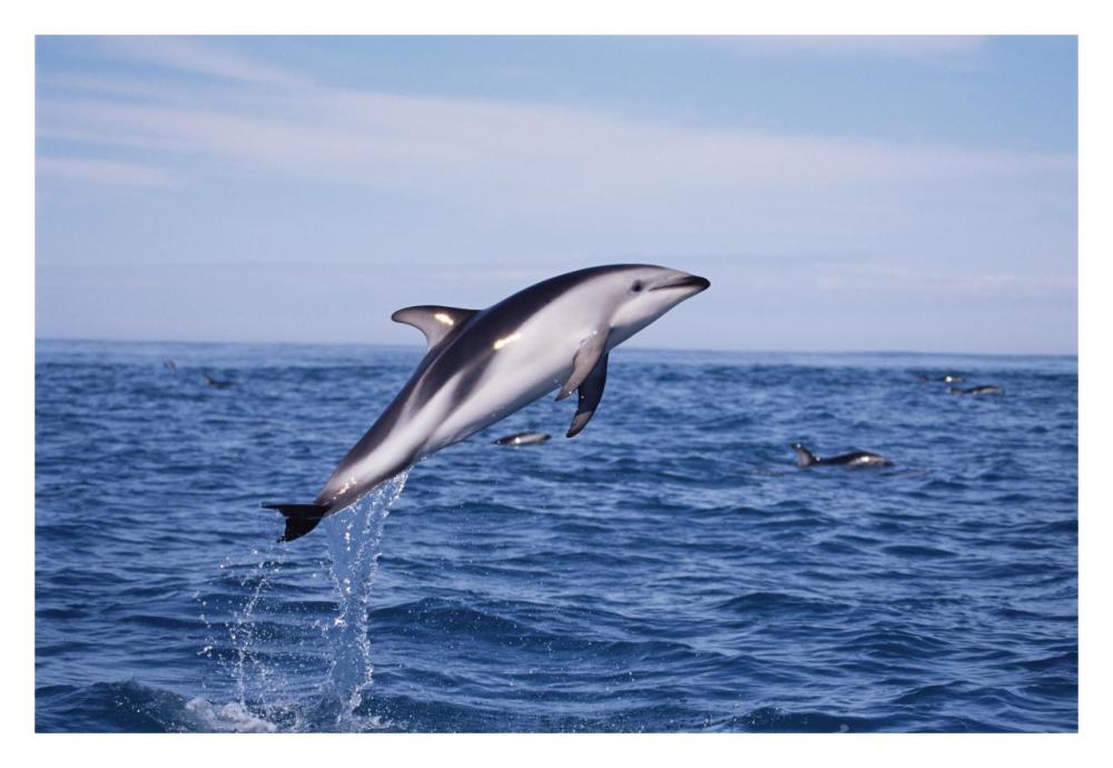 Dusky Dolphin leaping, Kaikoura, New Zealand-Paper Art-32"x22"