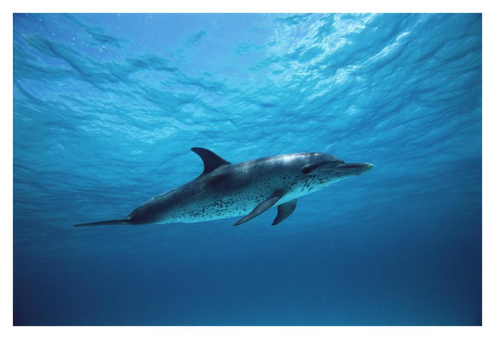 Atlantic Spotted Dolphin underwater portrait, Bahamas-Paper Art-20"x14"