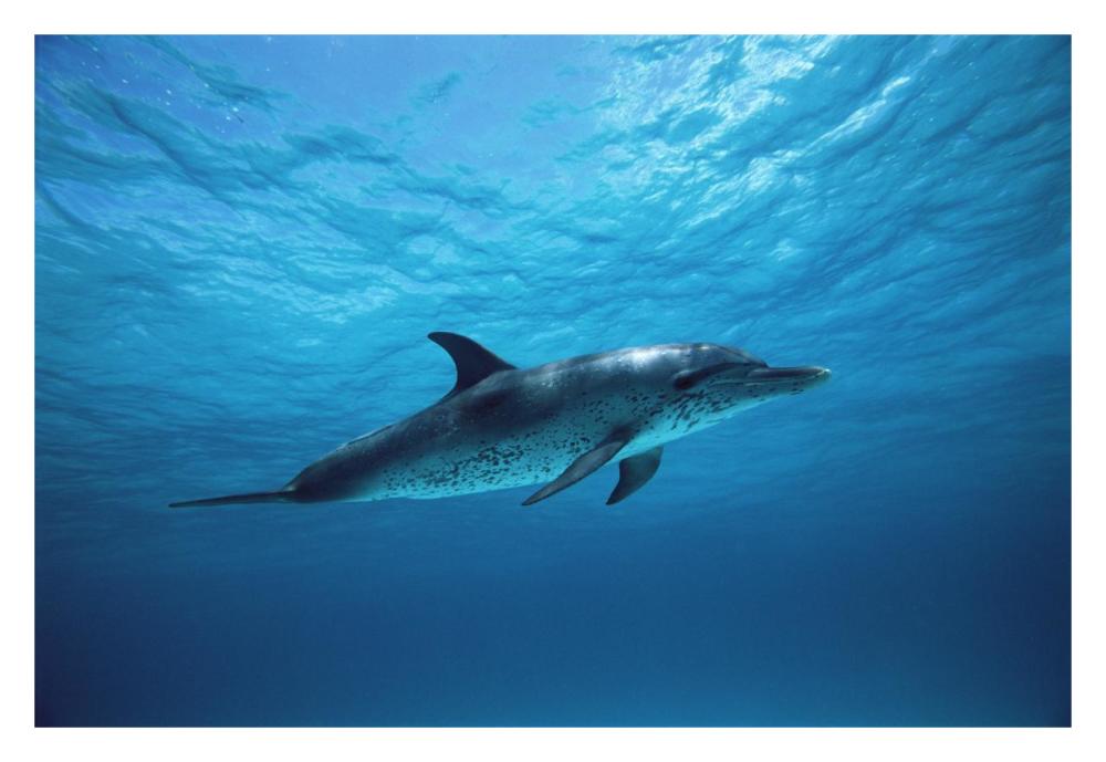 Atlantic Spotted Dolphin underwater portrait, Bahamas-Paper Art-32"x22"