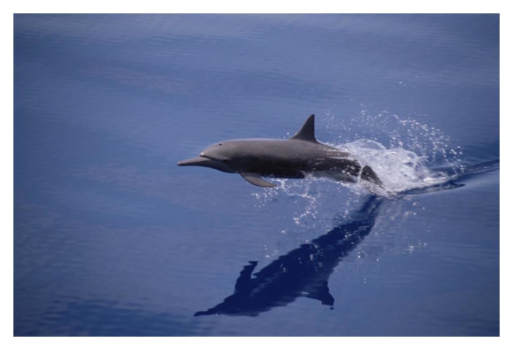 Eastern Spinner Dolphin porpoising through Pacific Ocean, Mexico-Paper Art-20"x14"