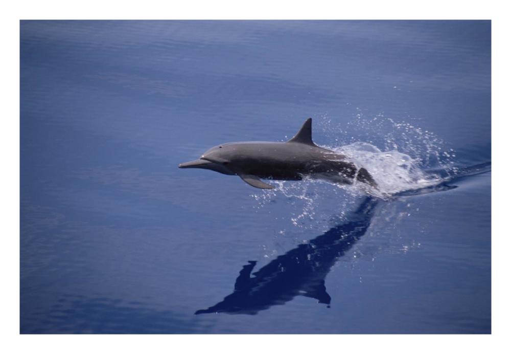 Eastern Spinner Dolphin porpoising through Pacific Ocean, Mexico-Paper Art-26"x18"