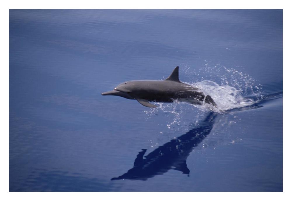Eastern Spinner Dolphin porpoising through Pacific Ocean, Mexico-Paper Art-32"x22"