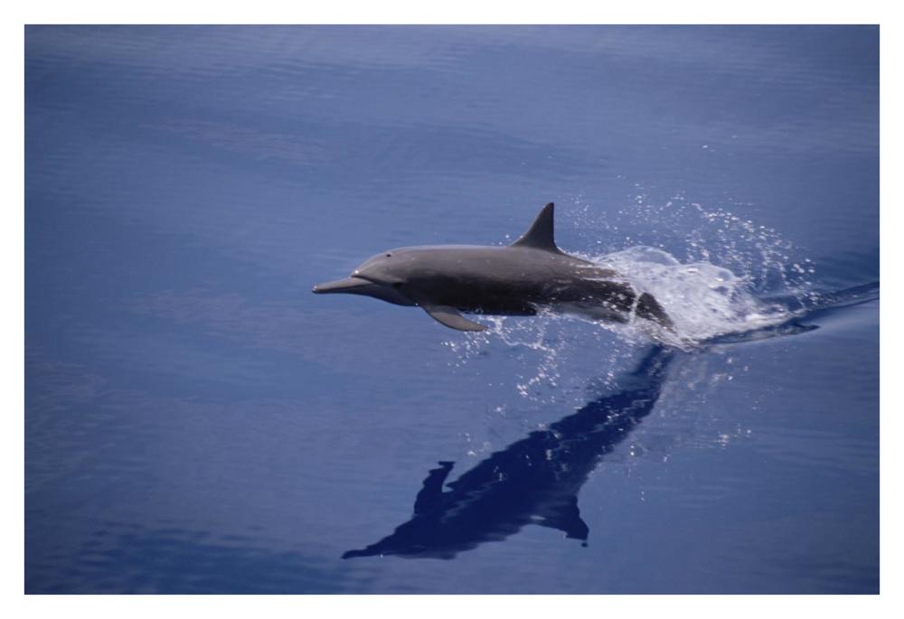 Eastern Spinner Dolphin porpoising through Pacific Ocean, Mexico-Paper Art-38"x26"