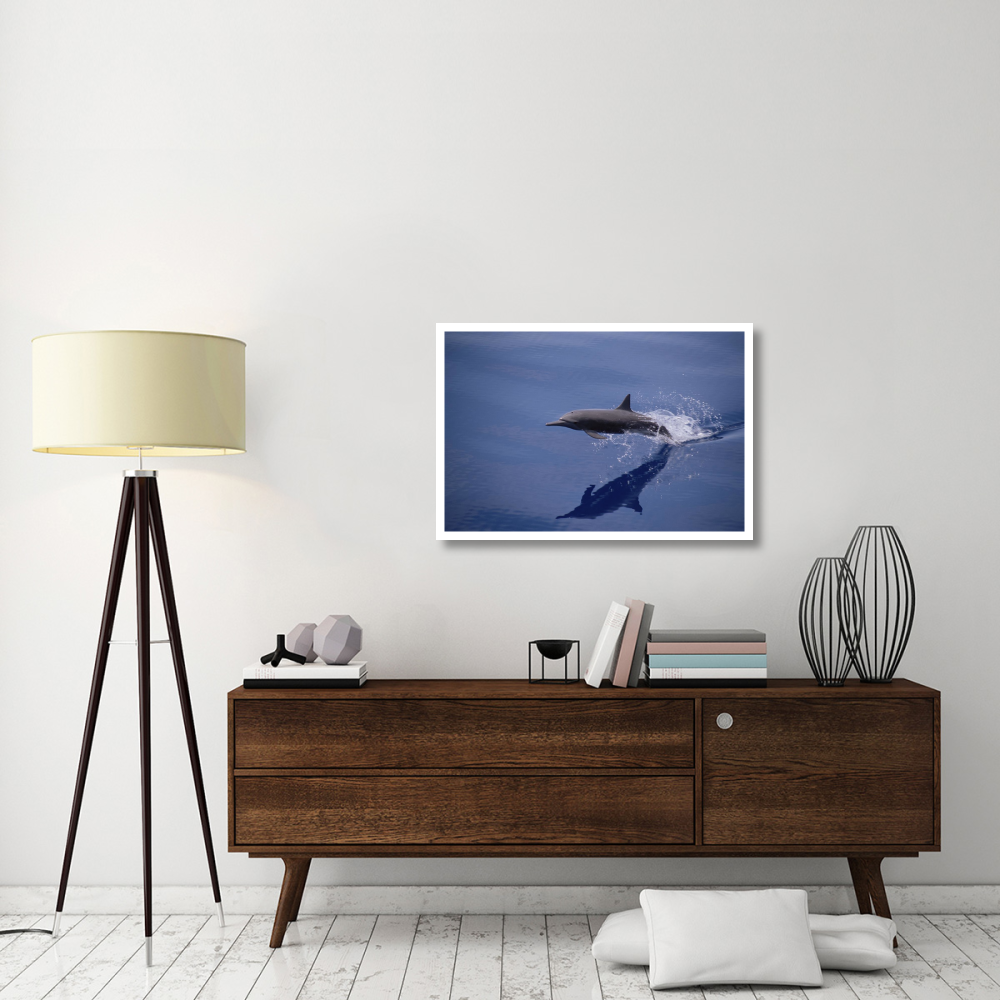 Eastern Spinner Dolphin porpoising through Pacific Ocean, Mexico-Paper Art-38&quotx26"