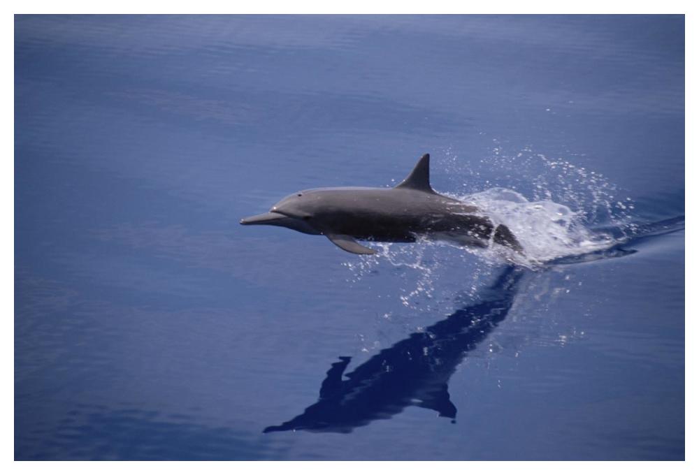 Eastern Spinner Dolphin porpoising through Pacific Ocean, Mexico-Paper Art-50"x34"