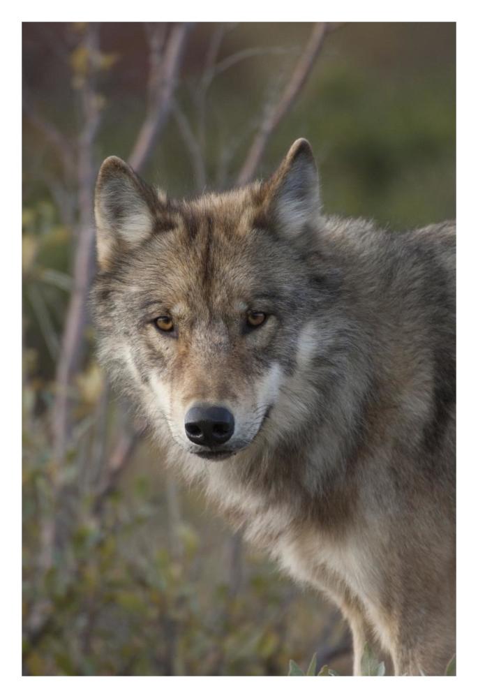Gray Wolf portrait, Alaska-Paper Art-22"x32"