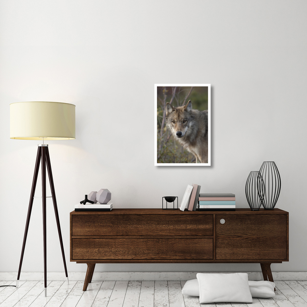 Gray Wolf portrait, Alaska-Paper Art-22&quotx32"