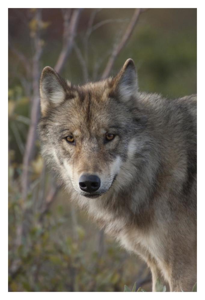 Gray Wolf portrait, Alaska-Paper Art-26"x38"