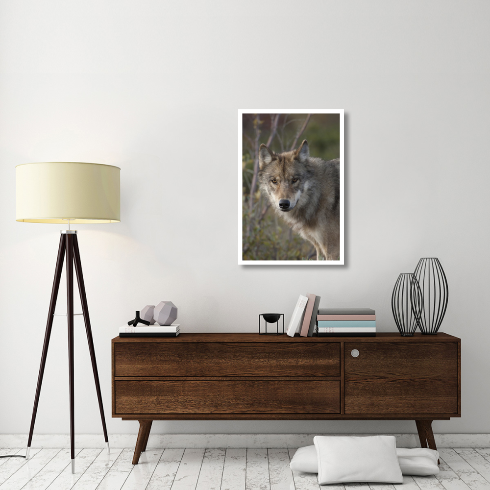 Gray Wolf portrait, Alaska-Paper Art-26&quotx38"