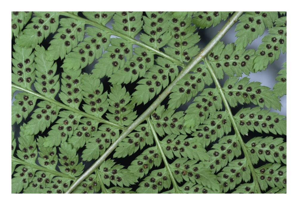 Fern detail showing spore sacks-Paper Art-26"x18"