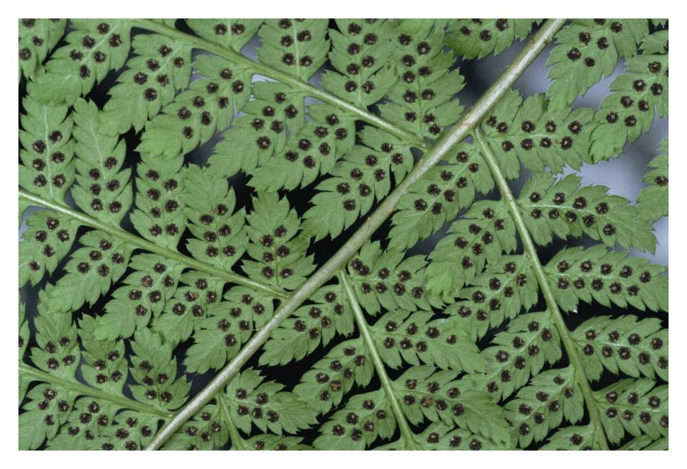 Fern detail showing spore sacks-Paper Art-38"x26"