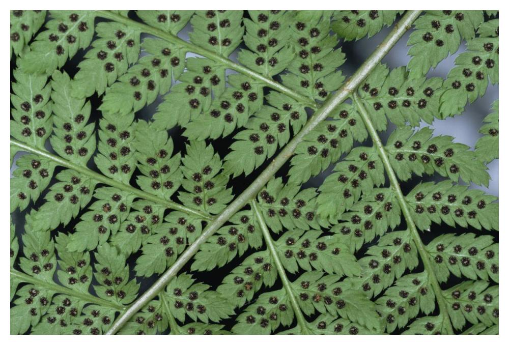 Fern detail showing spore sacks-Paper Art-50"x34"