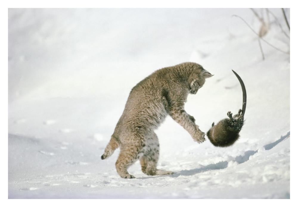 Bobcat hunting Muskrat in the winter, Idaho-Paper Art-38"x26"