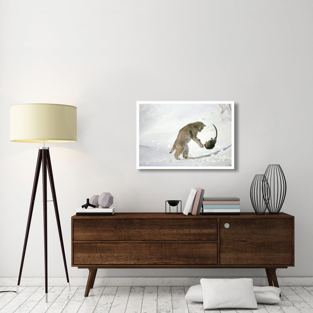 Bobcat hunting Muskrat in the winter, Idaho-Paper Art-38&quotx26"