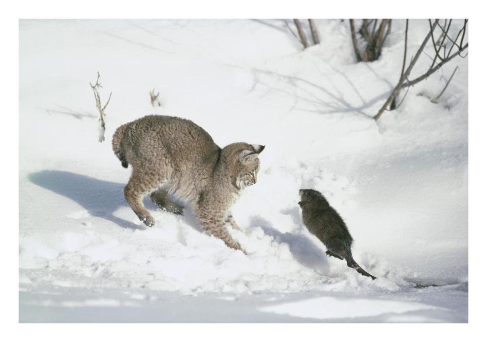 Bobcat hunting Muskrat in the winter, Idaho-Paper Art-26"x18"