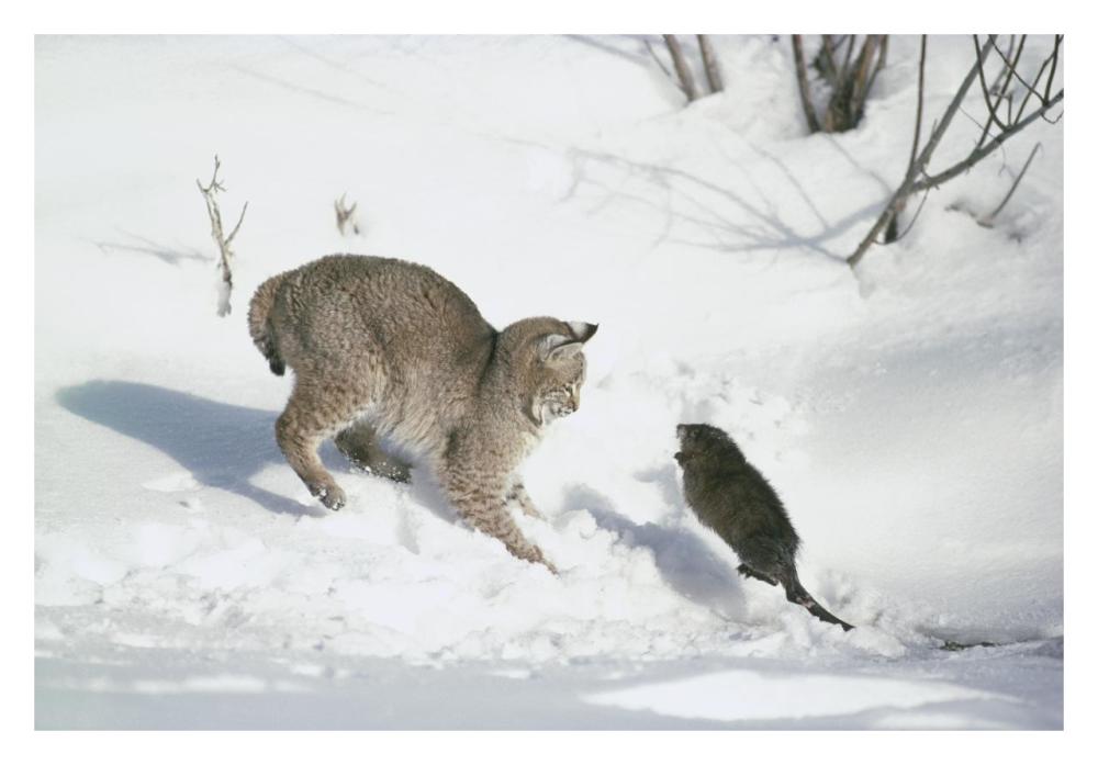 Bobcat hunting Muskrat in the winter, Idaho-Paper Art-32"x22"