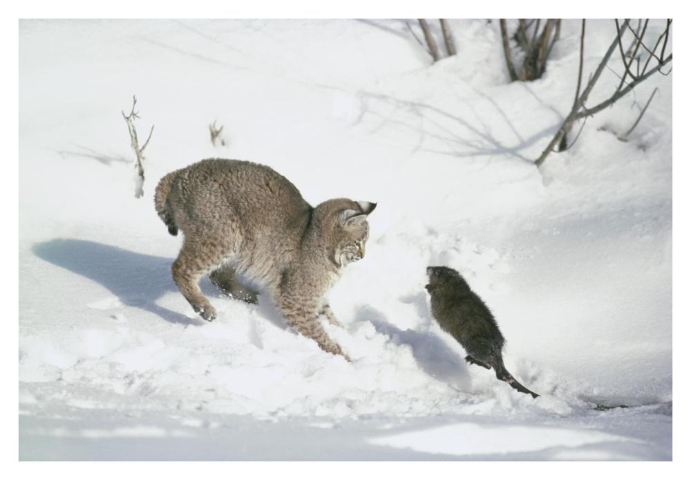 Bobcat hunting Muskrat in the winter, Idaho-Paper Art-38"x26"