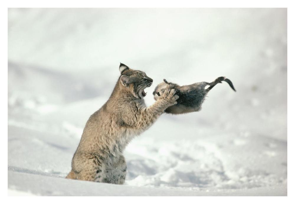 Bobcat capturing Muskrat in the winter, Idaho-Paper Art-20"x14"