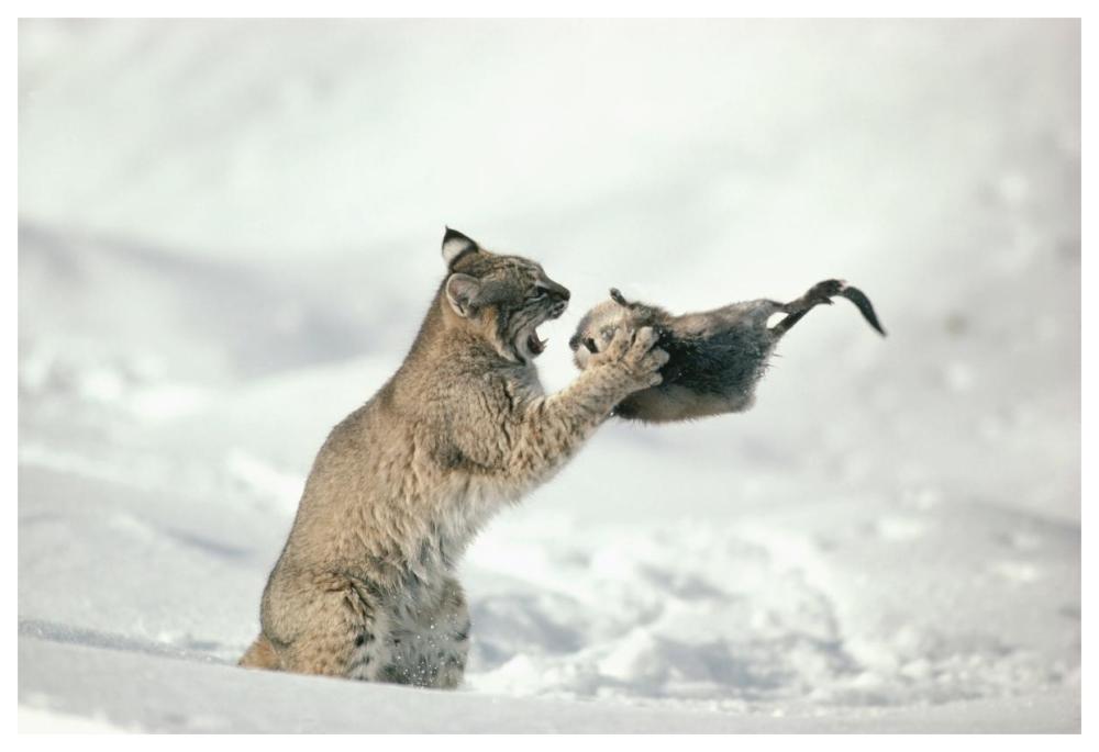 Bobcat capturing Muskrat in the winter, Idaho-Paper Art-62"x42"