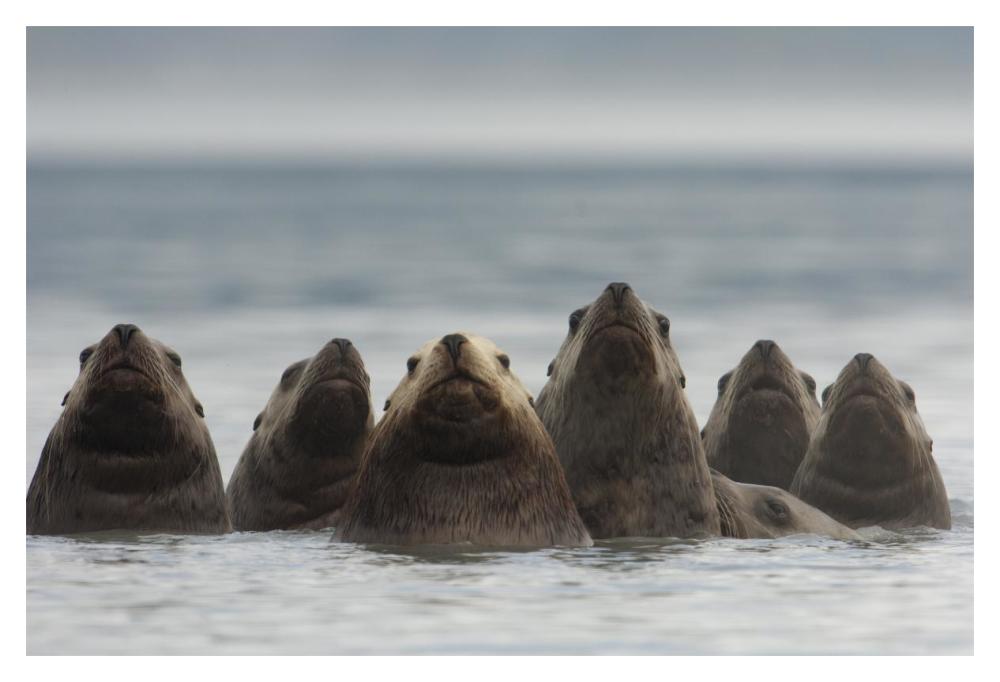 Steller's Sea Lion group of seven in a line, Alaska-Paper Art-20"x14"