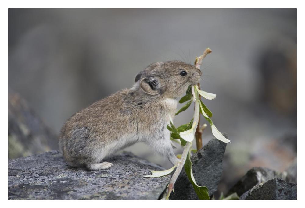 American Pika carrying vegetation in mouth, Yukon, Canada-Paper Art-38"x26"