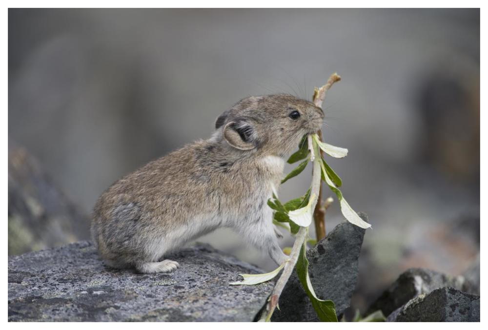 American Pika carrying vegetation in mouth, Yukon, Canada-Paper Art-62"x42"