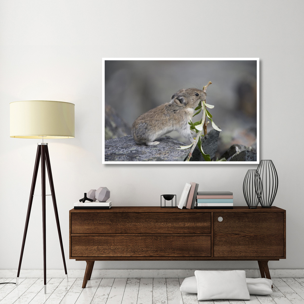 American Pika carrying vegetation in mouth, Yukon, Canada-Paper Art-62&quotx42"