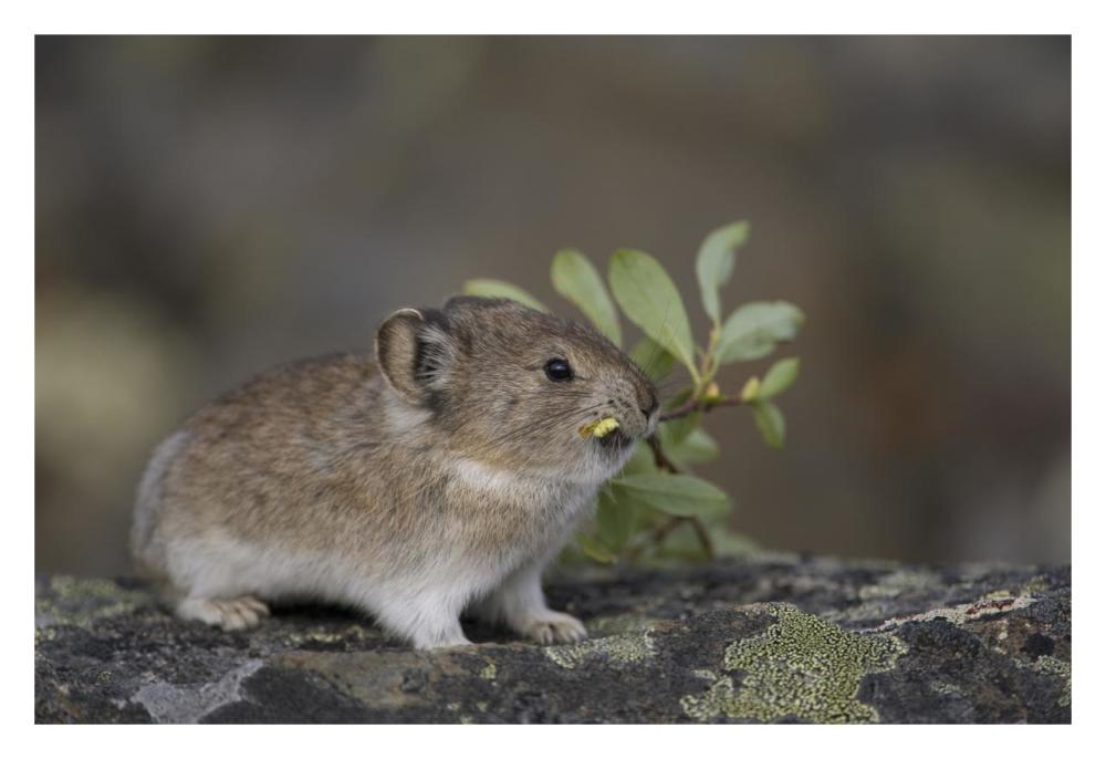 American Pika carrying vegetation in mouth, Yukon, Canada-Paper Art-32"x22"