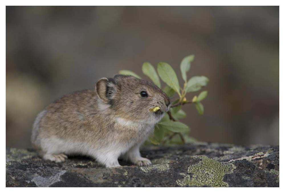American Pika carrying vegetation in mouth, Yukon, Canada-Paper Art-50"x34"