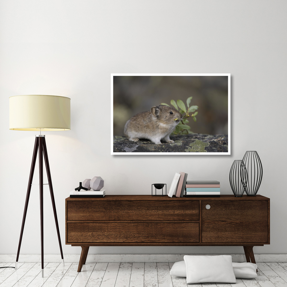 American Pika carrying vegetation in mouth, Yukon, Canada-Paper Art-50&quotx34"