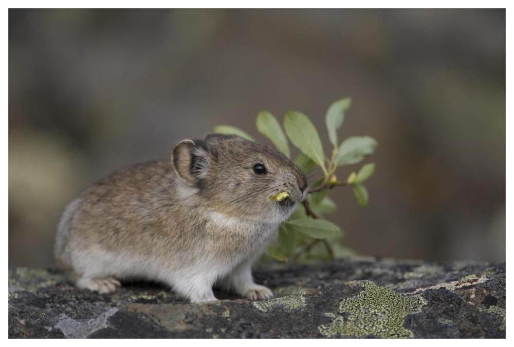 American Pika carrying vegetation in mouth, Yukon, Canada-Paper Art-62"x42"