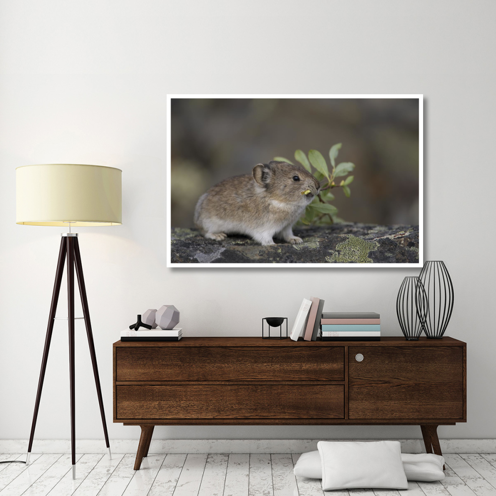 American Pika carrying vegetation in mouth, Yukon, Canada-Paper Art-62&quotx42"