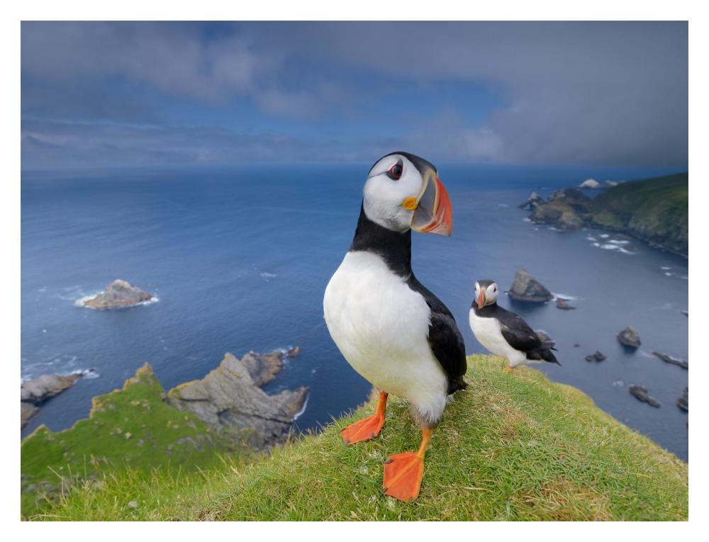 Atlantic Puffin on a cliff, Hermaness National Nature Reserve, Shetland, Scotland-Paper Art-18"x14"