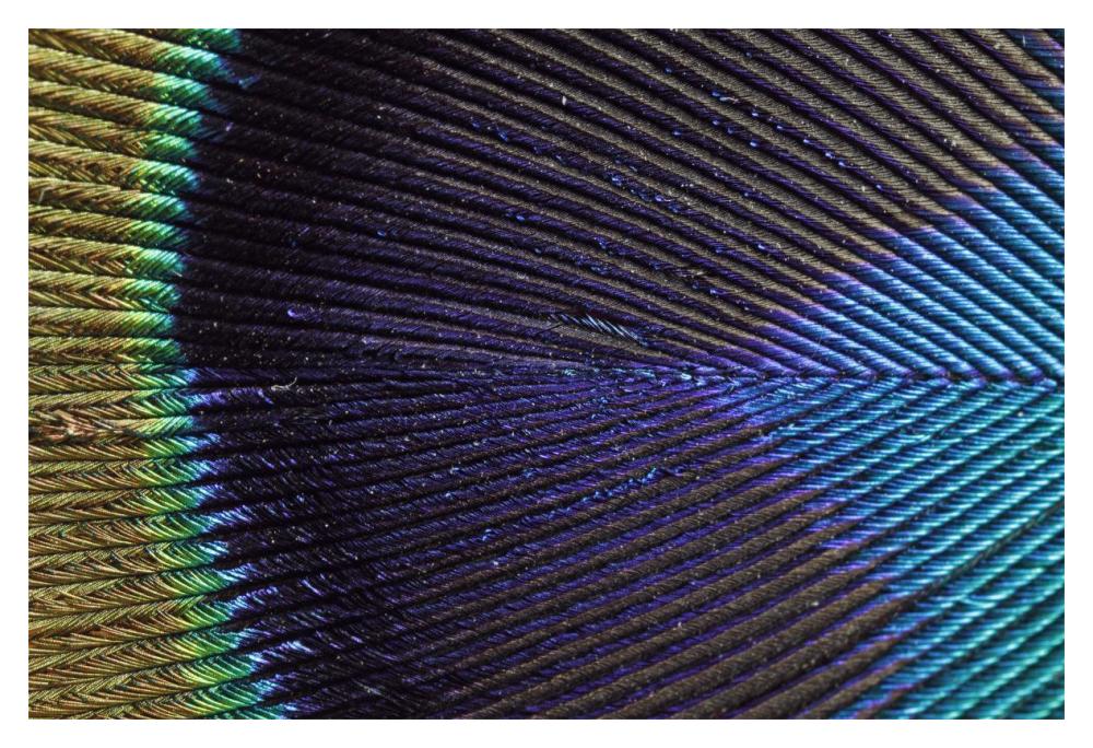 Peacock Feather-Paper Art-20"x14"