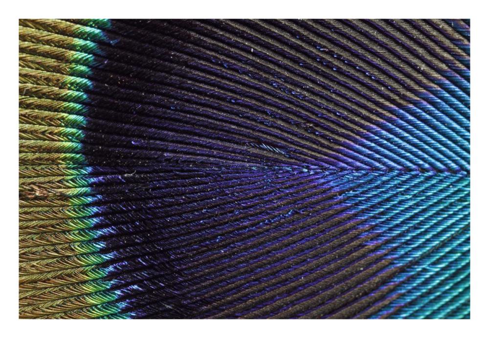 Peacock Feather-Paper Art-26"x18"