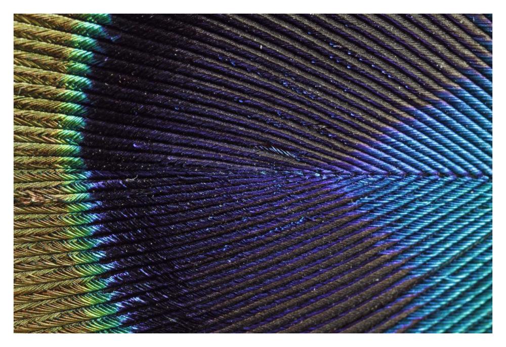Peacock Feather-Paper Art-38"x26"