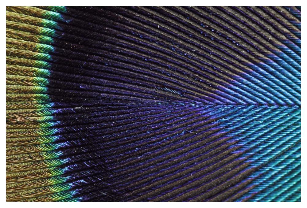 Peacock Feather-Paper Art-50"x34"