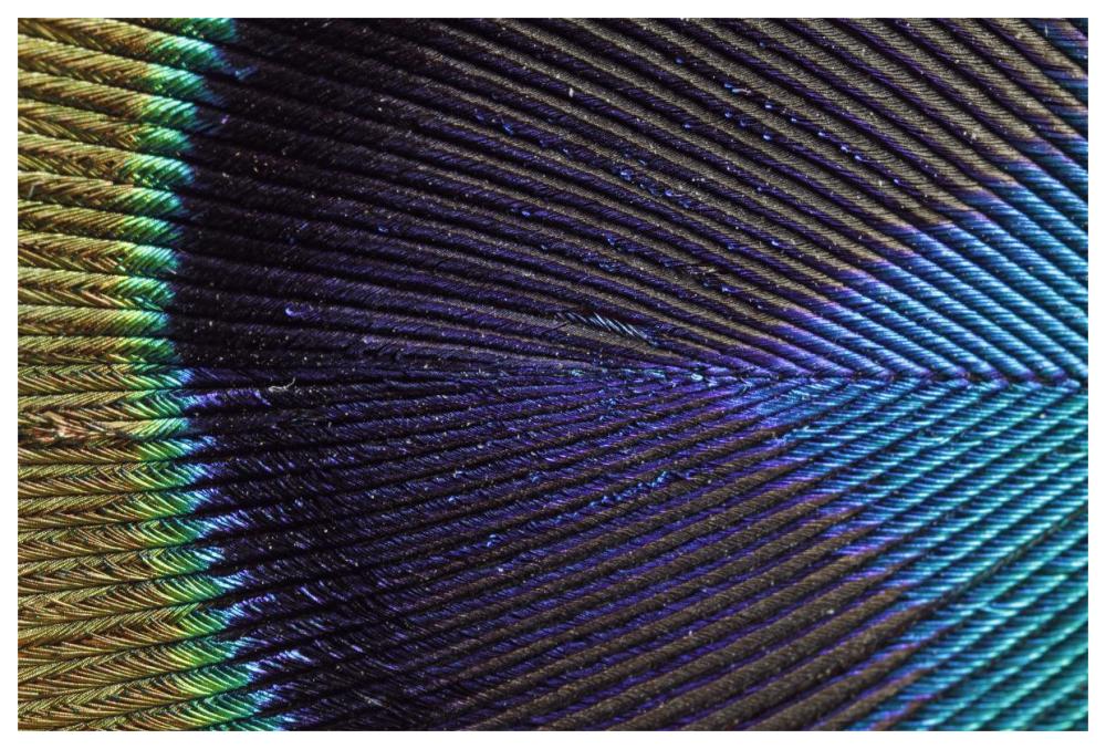 Peacock Feather-Paper Art-62"x42"