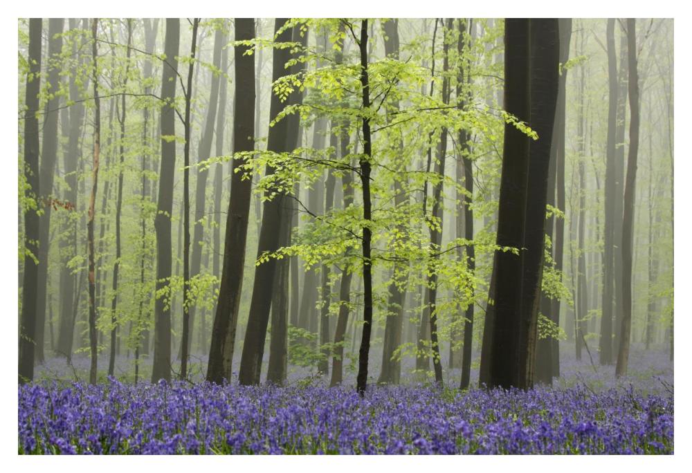 Bluebell carpet in the forest-Paper Art-20"x14"