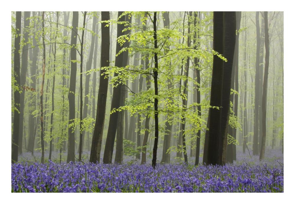 Bluebell carpet in the forest-Paper Art-26"x18"