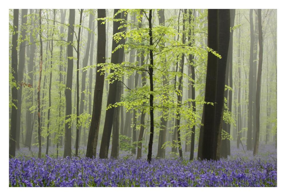 Bluebell carpet in the forest-Paper Art-32"x22"