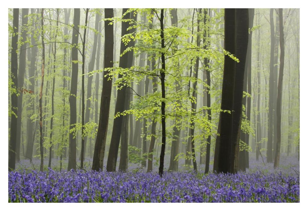 Bluebell carpet in the forest-Paper Art-38"x26"