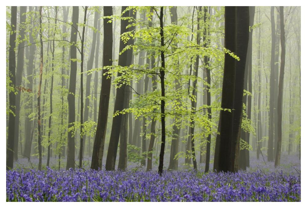 Bluebell carpet in the forest-Paper Art-50"x34"
