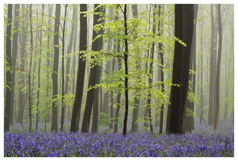 Bluebell carpet in the forest-Paper Art-62"x42"