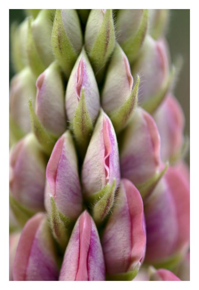 Detail of budding Lupine, Netherlands-Paper Art-22"x32"